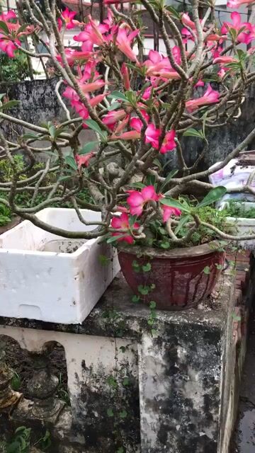 Cây cảnh Hoa sứ Hồng. Mua bán Cây cảnh, đồ trang trí tại Huyện Hoài Đức Hà Nội được đăng bởi anh vu hình 1