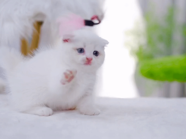 Mèo Munchkin cái màu Trắng mắt 2 màu siêu xinh. Mua bán Mèo tại Thành phố Thủ Đức Tp Hồ Chí Minh được đăng bởi QUYNH THI TITI hình 1