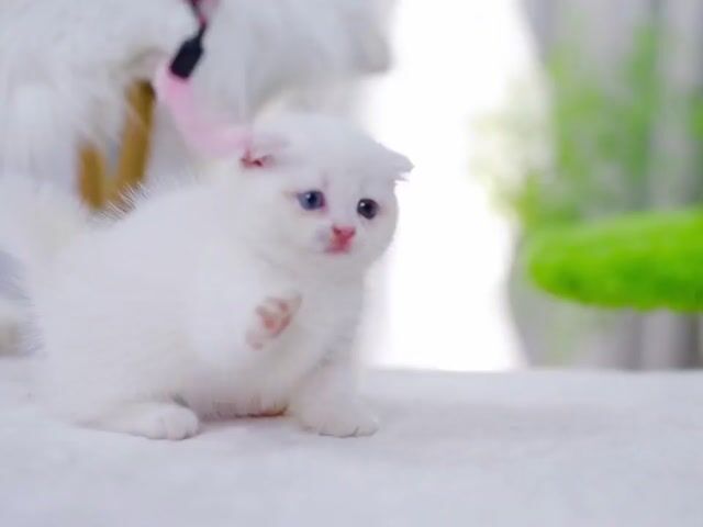 Mèo Munchkin cái màu Trắng mắt 2 màu siêu xinh. Mua bán Mèo tại Thành phố Thủ Đức Tp Hồ Chí Minh được đăng bởi QUYNH THI TITI hình 1