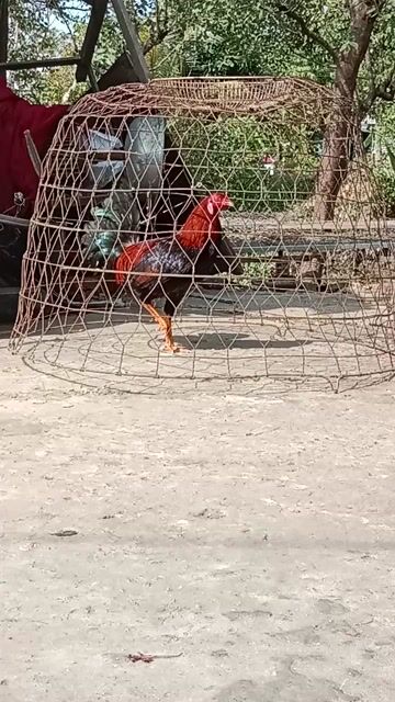 cuban lai tay hơi ôm về anh Em nuôi them. Mua bán Gà tại Huyện Long Hồ Vĩnh Long được đăng bởi Nguyen Trong Hieu hình 1