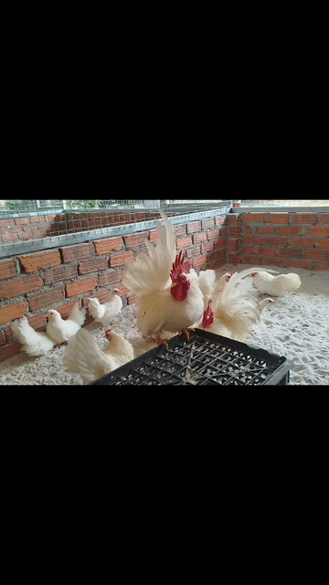 gà tre thái kiểng . Mua bán Gà tại Huyện Thăng Bình Quảng Nam được đăng bởi Trương Hiền  hình 1