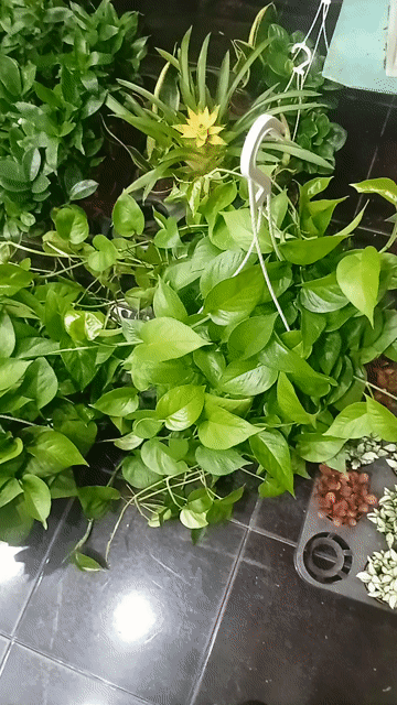 Trầu bà Xanh Lớn chậu treo. Mua bán Cây cảnh, đồ trang trí tại Quận Tân Phú Tp Hồ Chí Minh được đăng bởi Thien Phan hình 1
