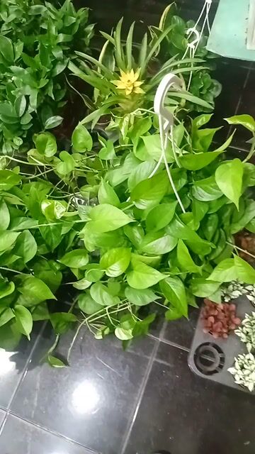 Trầu bà Xanh Lớn chậu treo. Mua bán Cây cảnh, đồ trang trí tại Quận Tân Phú Tp Hồ Chí Minh được đăng bởi Thien Phan hình 1