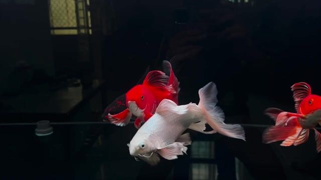 Cá chép phi tần vip. Mua bán Thú cưng khác tại Quận Bình Thạnh Tp Hồ Chí Minh được đăng bởi Khoa Le hình 1