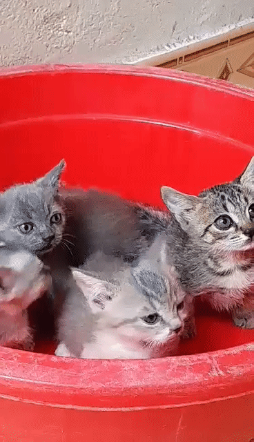Mèo Anh lông ngắn chân lùn. Mua bán Mèo tại Quận Hà Đông Hà Nội được đăng bởi Vũ Vân hình 1
