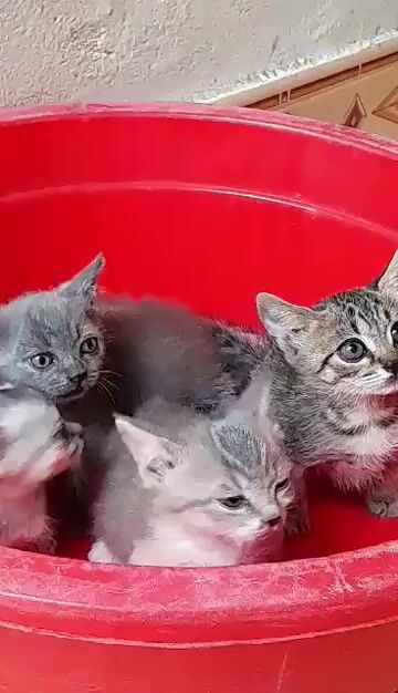 Mèo Anh lông ngắn chân lùn. Mua bán Mèo tại Quận Hà Đông Hà Nội được đăng bởi Vũ Vân hình 1