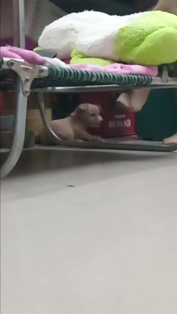 Chó Phốc Lai Poodle đực Nâu vàng đã tiêm. Mua bán Chó tại Quận Long Biên Hà Nội được đăng bởi Bảo Ngân hình 1