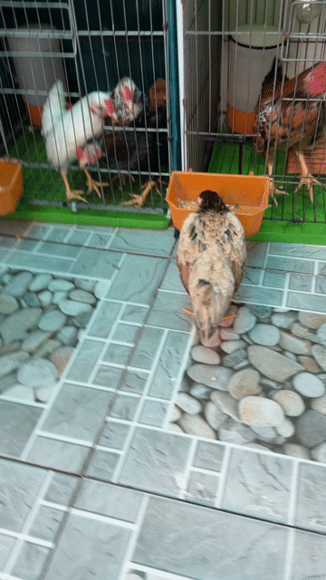 tre bắt. Mua bán Gà tại Huyện Nhà Bè Tp Hồ Chí Minh được đăng bởi LÊ VĂN GIÀU hình 1