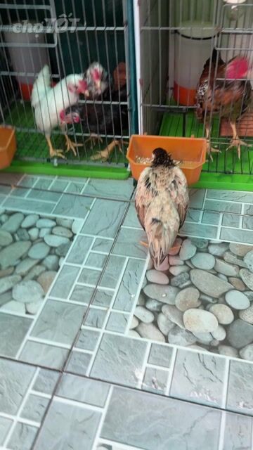 tre bắt. Mua bán Gà tại Huyện Nhà Bè Tp Hồ Chí Minh được đăng bởi LÊ VĂN GIÀU hình 1