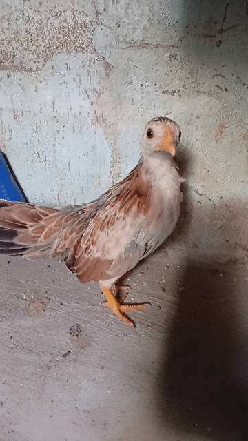 Gà tre mái 3 tháng Mini. Mua bán Gà tại Quận Tân Phú Tp Hồ Chí Minh được đăng bởi Tiger hình 1