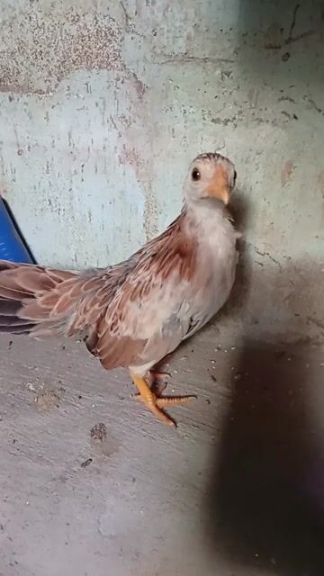 Gà tre mái 3 tháng Mini. Mua bán Gà tại Quận Tân Phú Tp Hồ Chí Minh được đăng bởi Tiger hình 1