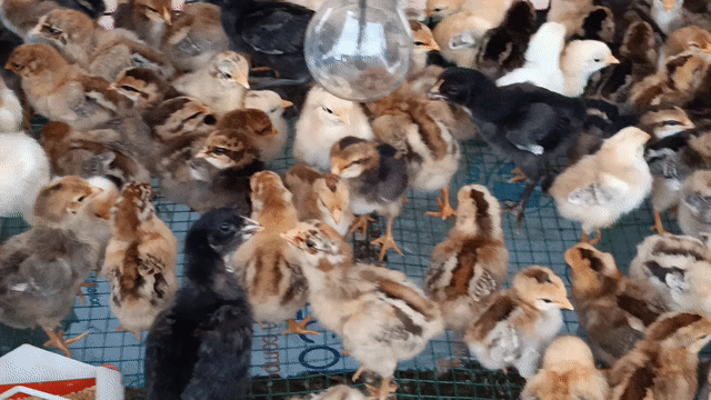 gà ta thả vườn. Mua bán Gà tại Thành phố Thuận An Bình Dương được đăng bởi An Tuệ Hà  hình 1