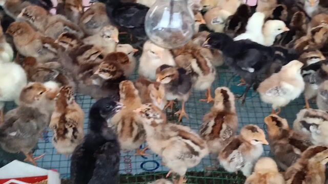 gà ta thả vườn. Mua bán Gà tại Thành phố Thuận An Bình Dương được đăng bởi An Tuệ Hà  hình 1