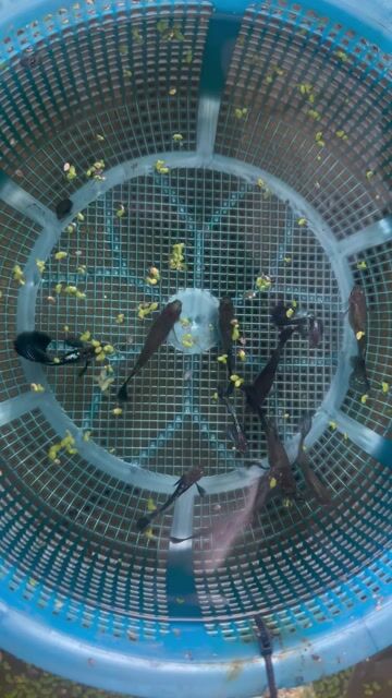 Cá 7 màu Rồng xanh thuần chủng. Mua bán Thú cưng khác tại Quận Bình Thuỷ Cần Thơ được đăng bởi LQ Store hình 1