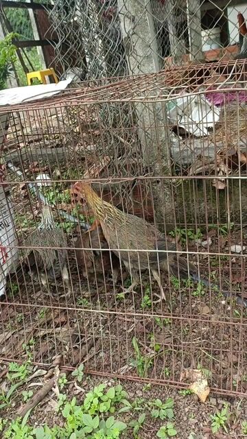 Gà mái nhiều màu cái sắp đẻ. Mua bán Gà tại Thành phố Buôn Ma Thuột Đắk Lắk được đăng bởi Ai Rồi Cũng Khác hình 1