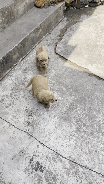 Chó Poodle Thuần Chủng Nâu sữa 2 tháng Cái. Mua bán Chó tại Huyện Hoài Đức Hà Nội được đăng bởi Poodle iu iu hình 1