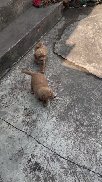 Chó Poodle Thuần Chủng Nâu sữa 2 tháng Cái. Mua bán Chó tại Huyện Hoài Đức Hà Nội được đăng bởi Poodle iu iu hình 1