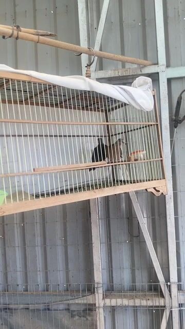 Chim Cu gáy Khỏe mạnh. Mua bán Chim tại Thành phố Đà Lạt Lâm Đồng được đăng bởi Triệu Vân hình 1