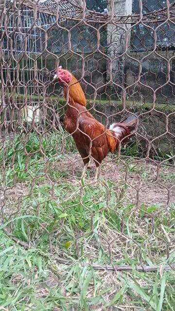 Gà trang lở trang đá 1kg7. Mua bán Gà tại Huyện Củ Chi Tp Hồ Chí Minh được đăng bởi quay quay hình 1