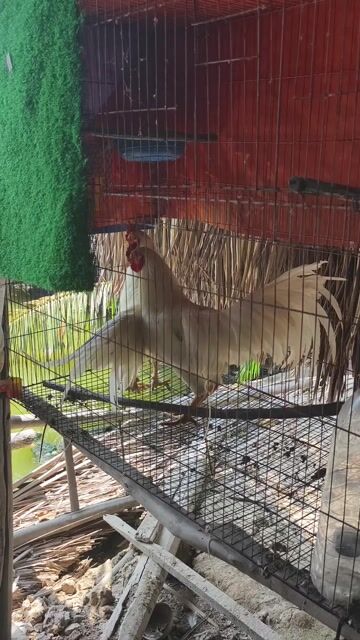 Gà chọi Trắng 2.2kg Đực. Mua bán Gà tại Thành phố Cà Mau Cà Mau được đăng bởi Anh Phát hình 1