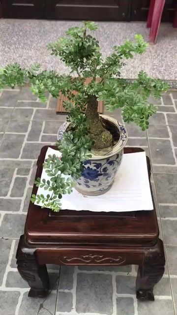 Cây cảnh Cần thăng Bonsai. Mua bán Cây cảnh, đồ trang trí tại Quận Ngũ Hành Sơn Đà Nẵng được đăng bởi Quang Vu hình 1