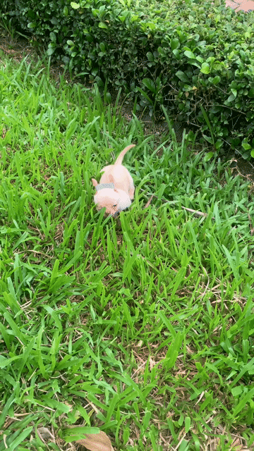 Chó Chihuahua đực Nâu nhạt đã tiêm ngừa. Mua bán Chó tại Quận 8 Tp Hồ Chí Minh được đăng bởi Nguyễn Mạnh  hình 1