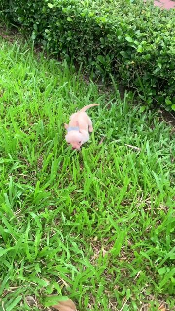 Chó Chihuahua đực Nâu nhạt đã tiêm ngừa. Mua bán Chó tại Quận 8 Tp Hồ Chí Minh được đăng bởi Nguyễn Mạnh  hình 1