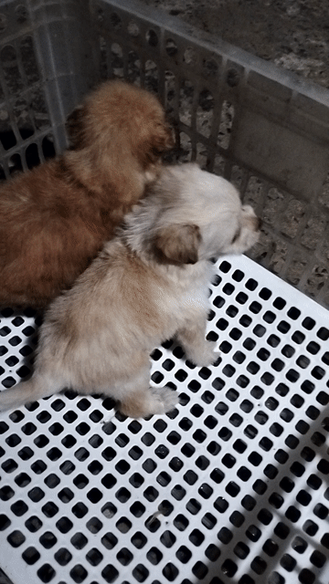 Chó Phốc Sóc Nhỏ Nâu Vàng. Mua bán Chó tại Quận Long Biên Hà Nội được đăng bởi hai yen hình 1