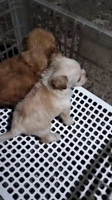 Chó Phốc Sóc Nhỏ Nâu Vàng. Mua bán Chó tại Quận Long Biên Hà Nội được đăng bởi hai yen hình 1