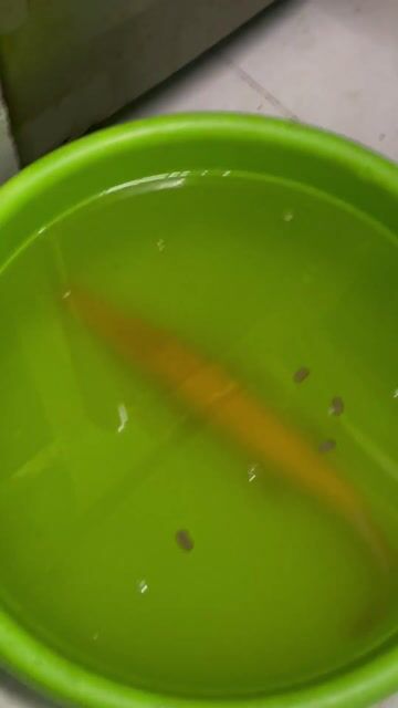 Cá sấu mỏ vịt. Mua bán Thú cưng khác tại Quận 8 Tp Hồ Chí Minh được đăng bởi Chào mào bổi  hình 1