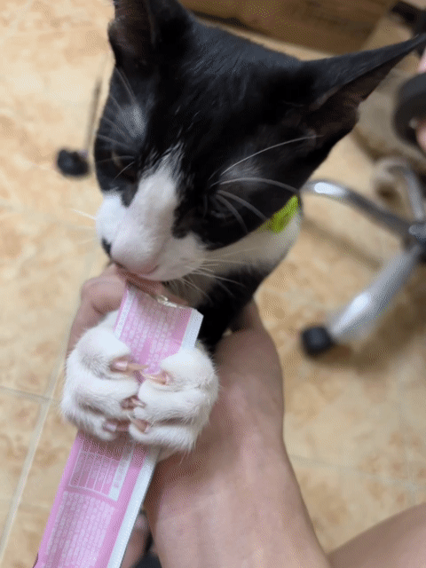 Mèo Đen trắng đực 4 tháng. Mua bán Mèo tại Quận 3 Tp Hồ Chí Minh được đăng bởi HongVu hình 1