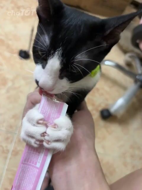 Mèo Đen trắng đực 4 tháng. Mua bán Mèo tại Quận 3 Tp Hồ Chí Minh được đăng bởi HongVu hình 1
