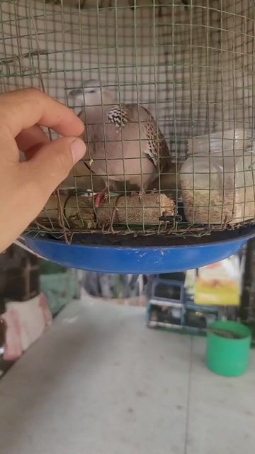 Chim cu gáy 1 năm lồng dạng người. Mua bán Chim tại Quận 7 Tp Hồ Chí Minh được đăng bởi binh hình 1