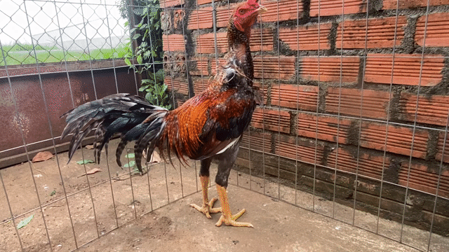 Gà Cú 3.2kg 8-9 tháng. Mua bán Gà tại Huyện Xuân Lộc Đồng Nai được đăng bởi Nguyen Thanh Trung hình 1