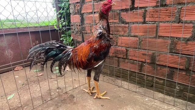 Gà Cú 3.2kg 8-9 tháng. Mua bán Gà tại Huyện Xuân Lộc Đồng Nai được đăng bởi Nguyen Thanh Trung hình 1