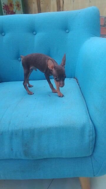 Chó Fox hươu Socolla size nhỏ. Mua bán Chó tại Huyện Hóc Môn Tp Hồ Chí Minh được đăng bởi Phú hình 1