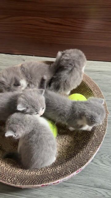 Mèo anh lông ngắn 1 tháng tuổi. Mua bán Mèo tại Quận Tân Bình Tp Hồ Chí Minh được đăng bởi Nguyễn Thị Thanh Thảo  hình 1