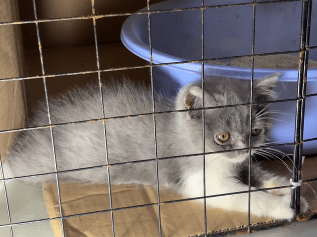 Mèo Bicolor chân dài cái Xám trắng. Mua bán Mèo tại Quận Cái Răng Cần Thơ được đăng bởi Vân hình 1