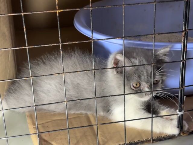 Mèo Bicolor chân dài cái Xám trắng. Mua bán Mèo tại Quận Cái Răng Cần Thơ được đăng bởi Vân hình 1