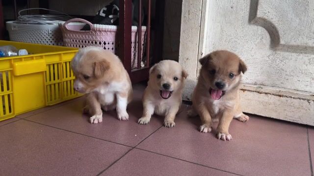 Chó nhật lai nhà nuôi. Mua bán Chó tại Quận 8 Tp Hồ Chí Minh được đăng bởi Phan hung tam hình 1