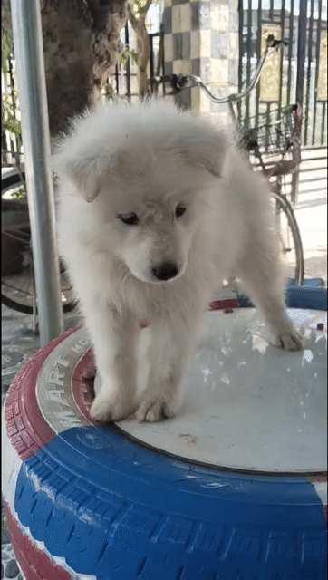 Chó Samoyed đực 3 tháng tuổi. Mua bán Chó tại Quận Tân Phú Tp Hồ Chí Minh được đăng bởi Cường NC hình 1