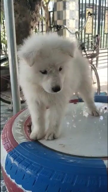 Chó Samoyed đực 3 tháng tuổi. Mua bán Chó tại Quận Tân Phú Tp Hồ Chí Minh được đăng bởi Cường NC hình 1