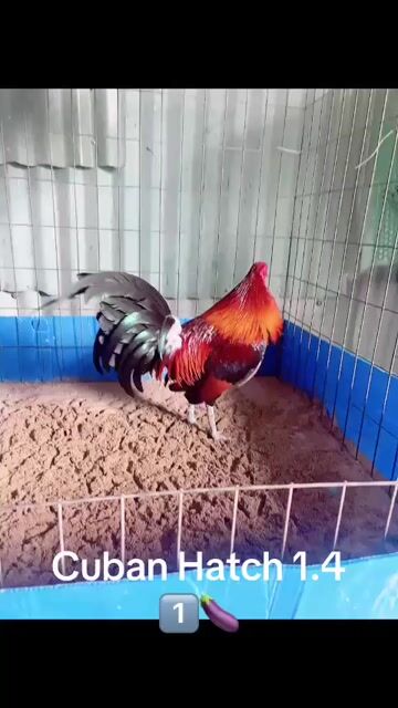 Cuban Hatch K4. Mua bán Gà tại Quận Gò Vấp Tp Hồ Chí Minh được đăng bởi Gà Lấu Gò Vấp hình 1