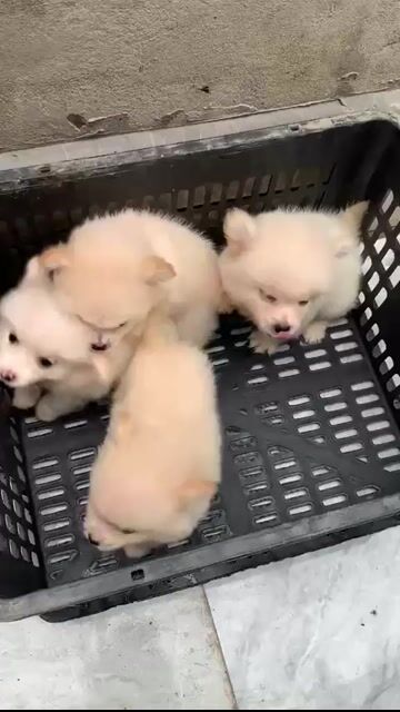 Chó Phốc Sóc Trắng kem Đực/Cái. Mua bán Chó tại Thị xã Kinh Môn Hải Dương được đăng bởi Diệu Linh hình 1