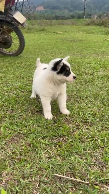 Chó Lài Sói Chó Bản Địa Việt Nam Canh Nhà Cực Tốt. Mua bán Chó tại Quận Gò Vấp Tp Hồ Chí Minh được đăng bởi Shop SH Và Chó Cộc Sài Gòn hình 1