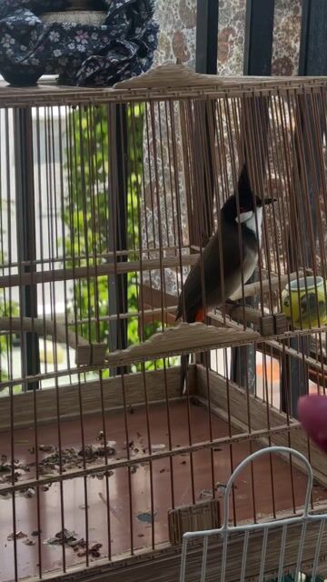 ba tơ 3 mùa giọng cực hay thuần. Mua bán Chim tại Quận Hải Châu Đà Nẵng được đăng bởi Đà Nẵng hình 1