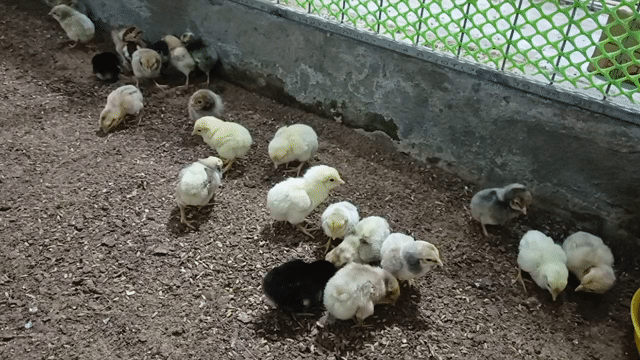 Gà Thái Mỹ Đa sắc Mới nở. Mua bán Gà tại Thành phố Sóc Trăng Sóc Trăng được đăng bởi Tiền Gà  hình 1