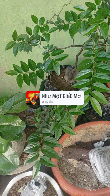 Cây cảnh Muội Hồng Ninh bình dáng bay. Mua bán Cây cảnh, đồ trang trí tại Huyện Bình Chánh Tp Hồ Chí Minh được đăng bởi  Le Hoang Anh hình 1