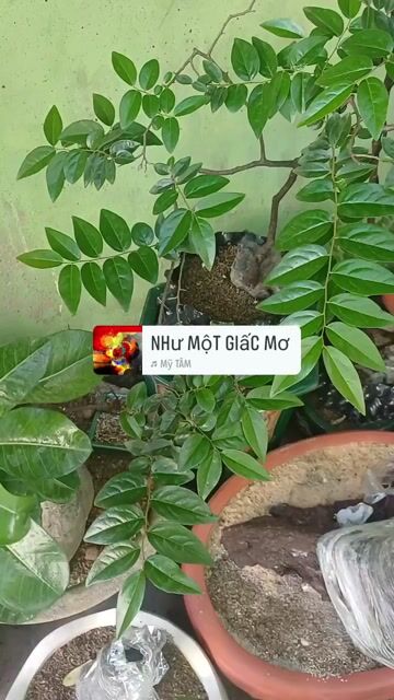 Cây cảnh Muội Hồng Ninh bình dáng bay. Mua bán Cây cảnh, đồ trang trí tại Huyện Bình Chánh Tp Hồ Chí Minh được đăng bởi  Le Hoang Anh hình 1