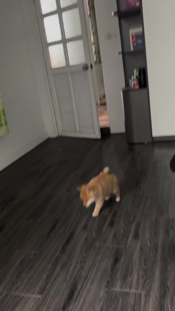 Chó Shiba Inu con. Mua bán Chó tại Quận Hà Đông Hà Nội được đăng bởi Nguyễn Quang huy hình 1